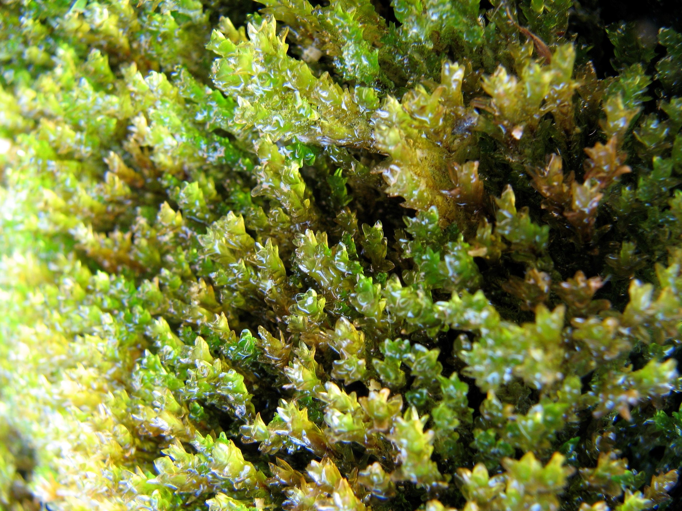 Представитель Семейства Splachnobryaceae